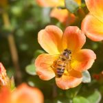 Un Giardino per le Api e la Lotta Contro le Zanzare: Coltivare con Responsabilità e Biodiversità