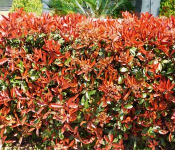 Photinia Red Robin