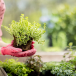 Come creare un giardino ecosostenibile e a basso impatto ambientale